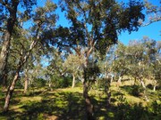 Terreno R�stico - S�o Francisco da Serra, Santiago do Cac�m, Set�bal - Miniatura: 6/9