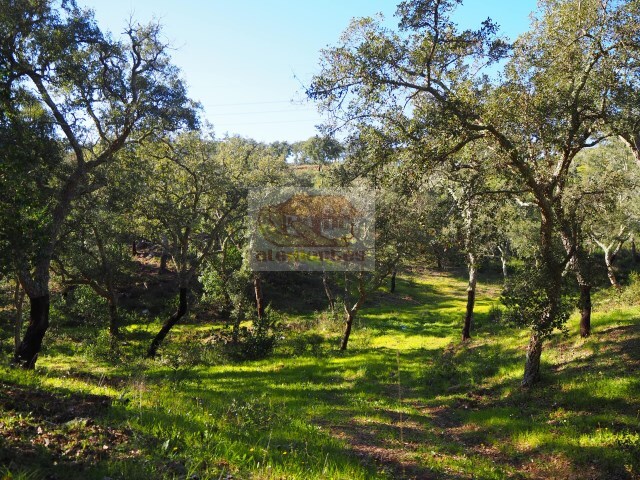 Terreno R�stico - S�o Francisco da Serra, Santiago do Cac�m, Set�bal - Imagem grande