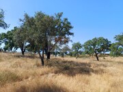 Terreno Rstico - Abela, Santiago do Cacm, Setbal