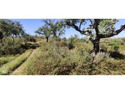 Terreno R�stico - S�o Francisco da Serra, Santiago do Cac�m, Set�bal - Miniatura: 3/9