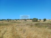 Terreno Rstico - Abela, Santiago do Cacm, Setbal - Miniatura: 4/9