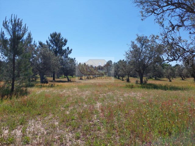 Terreno R�stico - Santa Margarida da Serra, Gr�ndola, Set�bal - Imagem grande