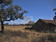 Terreno R�stico - Santa Margarida da Serra, Gr�ndola, Set�bal - Miniatura: 4/7