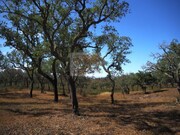 Terreno R�stico - Santa Margarida da Serra, Gr�ndola, Set�bal - Miniatura: 5/7