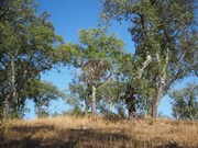 Terreno R�stico - Santa Margarida da Serra, Gr�ndola, Set�bal - Miniatura: 7/7