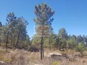 Quinta T2 - Melides, Gr�ndola, Set�bal - Miniatura: 7/7