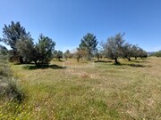Terreno R�stico - Santa Margarida da Serra, Gr�ndola, Set�bal - Miniatura: 2/3