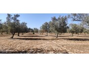 Terreno R�stico - Santa Margarida da Serra, Gr�ndola, Set�bal - Miniatura: 3/3