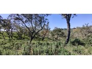 Terreno R�stico - S�o Francisco da Serra, Santiago do Cac�m, Set�bal - Miniatura: 9/9