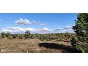 Terreno Urbano - Santa Margarida da Serra, Gr�ndola, Set�bal - Miniatura: 7/9
