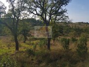 Terreno R�stico - Santa Margarida da Serra, Gr�ndola, Set�bal - Miniatura: 3/9