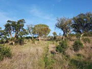 Terreno R�stico - Santa Margarida da Serra, Gr�ndola, Set�bal - Miniatura: 5/9