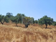 Terreno Urbano - Santa Margarida da Serra, Grndola, Setbal - Miniatura: 6/9