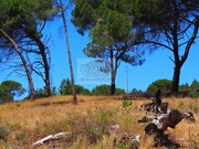 Terreno Urbano - Melides, Gr�ndola, Set�bal - Miniatura: 2/9