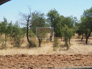 Terreno Urbano - Melides, Gr�ndola, Set�bal - Miniatura: 3/9