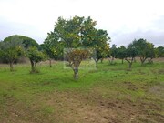 Terreno Urbano - Melides, Gr�ndola, Set�bal - Miniatura: 4/9