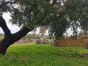 Terreno Urbano - Melides, Gr�ndola, Set�bal - Miniatura: 5/9