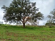 Terreno R�stico - S�o Domingos, Santiago do Cac�m, Set�bal - Miniatura: 4/9