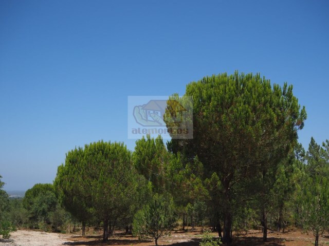 Terreno R�stico - Melides, Gr�ndola, Set�bal - Imagem grande