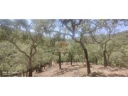 Terreno R�stico - Santa Margarida da Serra, Gr�ndola, Set�bal - Miniatura: 5/8