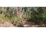 Terreno R�stico - Santa Margarida da Serra, Gr�ndola, Set�bal - Miniatura: 8/8