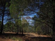 Terreno R�stico - Melides, Gr�ndola, Set�bal - Miniatura: 2/7
