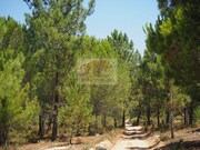 Terreno R�stico - Melides, Gr�ndola, Set�bal - Miniatura: 3/7