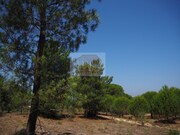 Terreno R�stico - Melides, Gr�ndola, Set�bal - Miniatura: 4/7