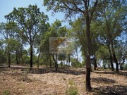 Terreno R�stico - Melides, Gr�ndola, Set�bal - Miniatura: 5/7