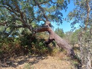 Terreno Urbano - Santa Margarida da Serra, Gr�ndola, Set�bal - Miniatura: 3/9