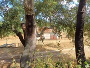 Terreno R�stico - Melides, Gr�ndola, Set�bal - Miniatura: 3/9
