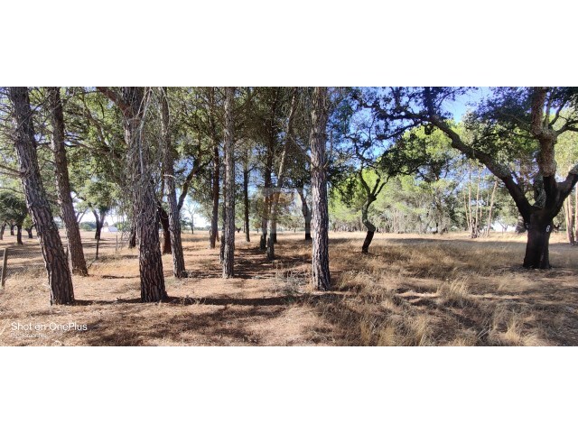 Terreno R�stico - Santa Margarida da Serra, Gr�ndola, Set�bal - Imagem grande