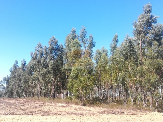 Terreno R�stico - Santa Margarida da Serra, Gr�ndola, Set�bal - Imagem grande