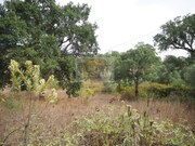 Terreno R�stico - Santa Margarida da Serra, Gr�ndola, Set�bal - Miniatura: 3/9