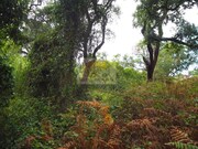 Terreno R�stico - Santa Margarida da Serra, Gr�ndola, Set�bal - Miniatura: 5/9