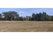 Terreno R�stico - Santa Margarida da Serra, Gr�ndola, Set�bal - Miniatura: 3/9