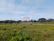 Terreno R�stico - Santa Margarida da Serra, Gr�ndola, Set�bal - Miniatura: 7/9