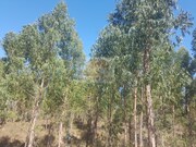 Terreno R�stico - Santa Margarida da Serra, Gr�ndola, Set�bal - Miniatura: 2/9