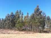 Terreno R�stico - Santa Margarida da Serra, Gr�ndola, Set�bal - Miniatura: 3/9