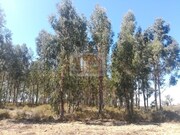 Terreno R�stico - Santa Margarida da Serra, Gr�ndola, Set�bal - Miniatura: 4/9