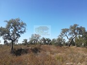 Terreno R�stico - Santa Margarida da Serra, Gr�ndola, Set�bal - Miniatura: 6/9