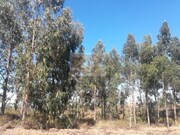 Terreno R�stico - Santa Margarida da Serra, Gr�ndola, Set�bal - Miniatura: 7/9