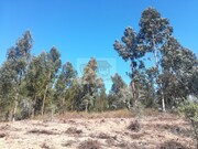 Terreno R�stico - Santa Margarida da Serra, Gr�ndola, Set�bal - Miniatura: 9/9