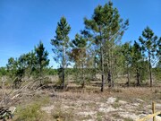 Terreno R�stico - Santa Margarida da Serra, Gr�ndola, Set�bal - Miniatura: 1/9