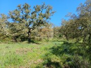 Terreno Rstico - Santa Margarida da Serra, Grndola, Setbal - Miniatura: 2/9