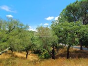 Terreno Rstico - Santa Margarida da Serra, Grndola, Setbal - Miniatura: 3/9