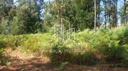 Terreno R�stico - Caldas de S�o Jorge, Santa Maria da Feira, Aveiro - Miniatura: 2/4