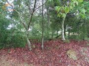 Outros - Rio de Loba, Viseu, Viseu - Miniatura: 1/5