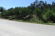 Terreno R�stico - Monte Real, Leiria, Leiria