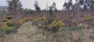 Terreno R�stico - Carvide, Leiria, Leiria - Miniatura: 1/1